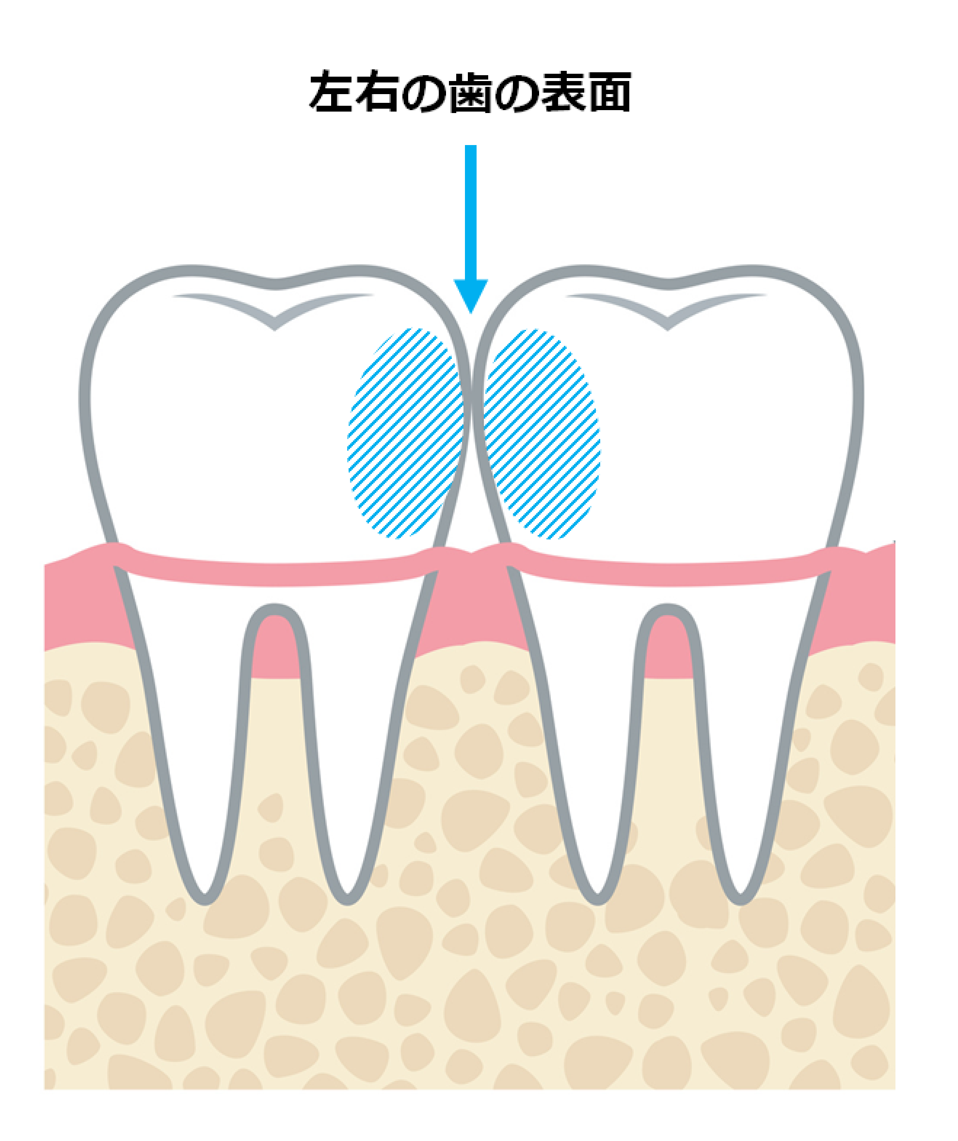 左右の歯の表面