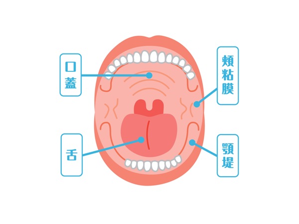 喉 の 粘膜 を 強く する